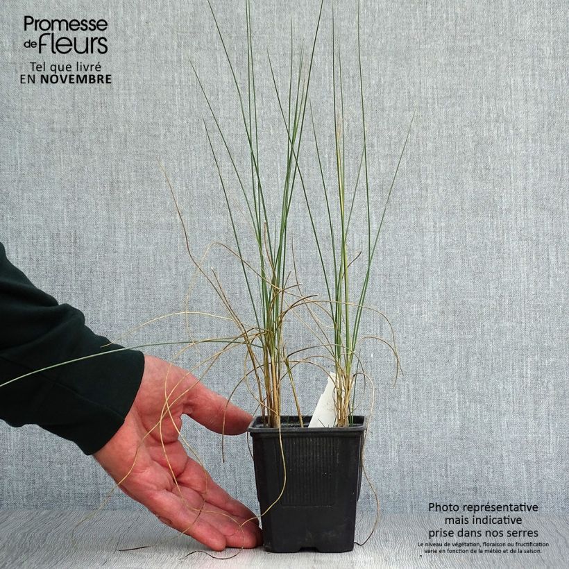 Lygeum spartum 8/9 cm pot sample as delivered in autumn