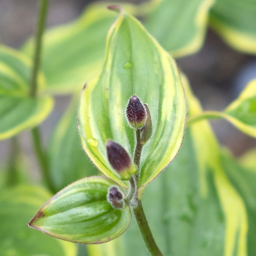 Tricyrtis formosana Autumn Glow - Toad Lily (Foliage)