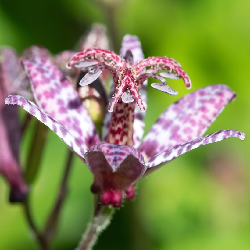Tricyrtis formosana Autumn Glow - Toad Lily (Flowering)