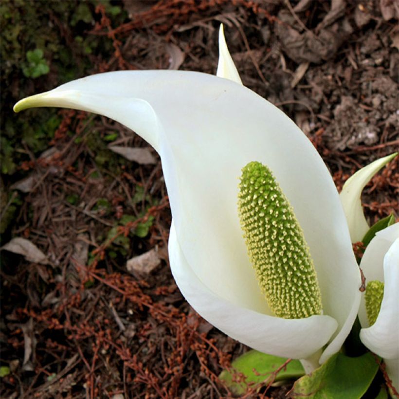 Lysichiton camtschatcensis (Flowering)