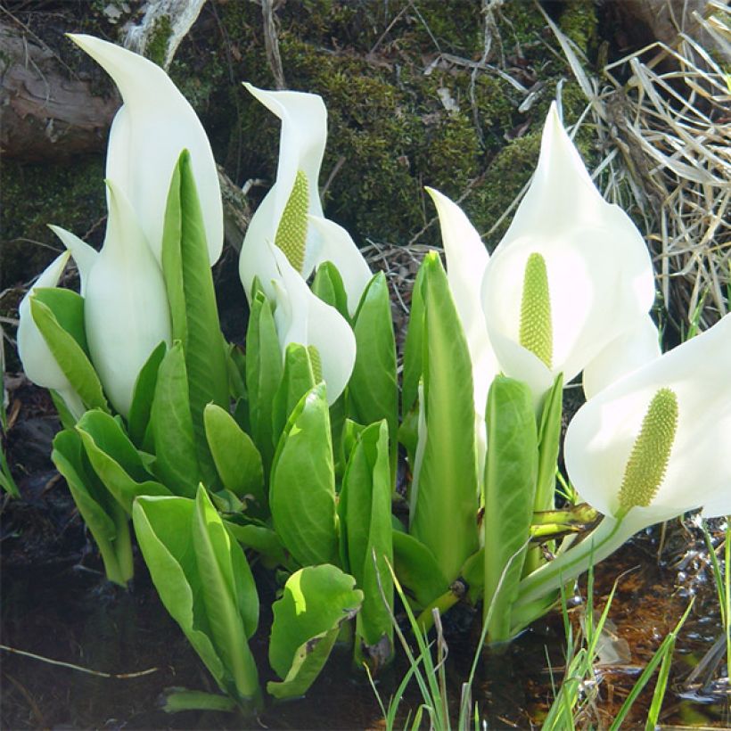 Lysichiton camtschatcensis (Plant habit)