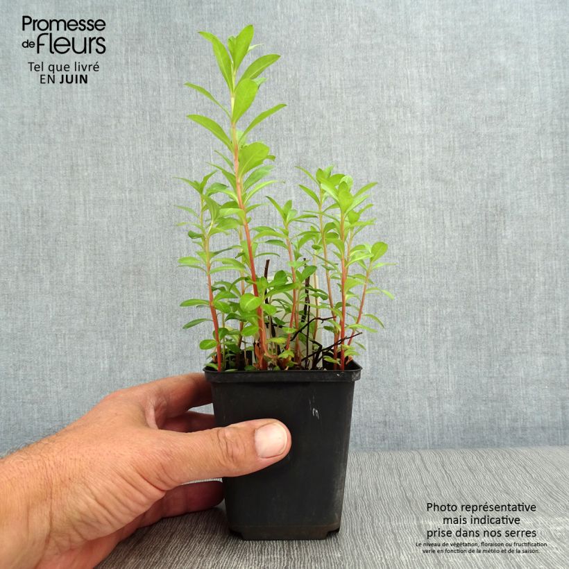 Lysimachia barystachys - Loosestrife 8/9 cm pot sample as delivered in summer