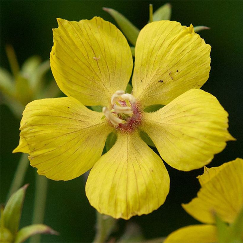 Lysimachia ciliata Firecracker - Loosestrife (Flowering)