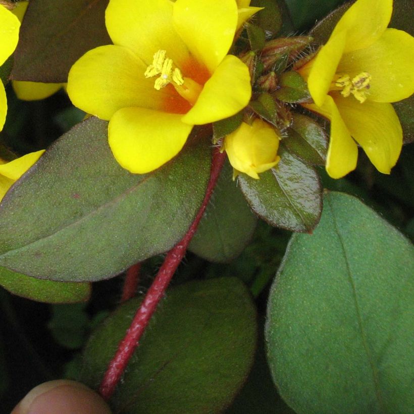 Lysimachia congestiflora - Loosestrife (Foliage)
