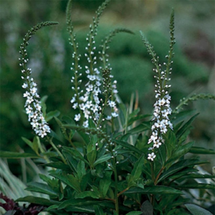 Lysimachia fortunei - Loosestrife (Flowering)