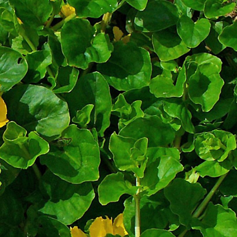 Lysimachia nummularia - Creeping Jenny (Foliage)