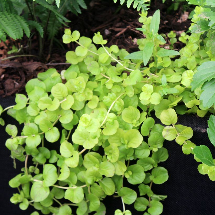 Lysimachia nummularia Goldilocks - Creeping Jenny (Plant habit)