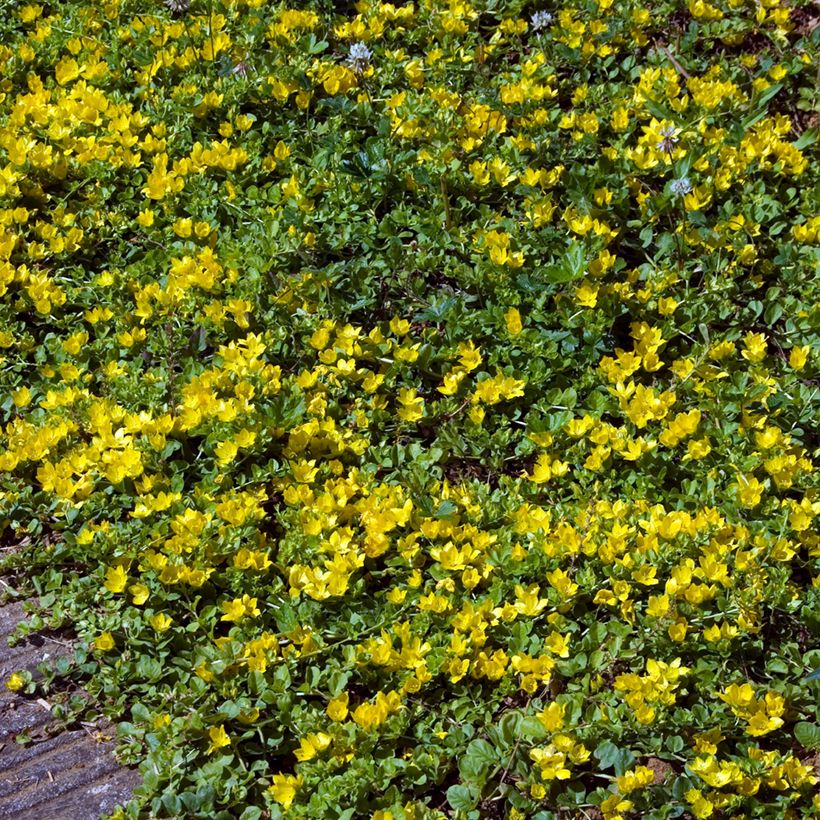 Lysimachia nummularia - Creeping Jenny (Plant habit)