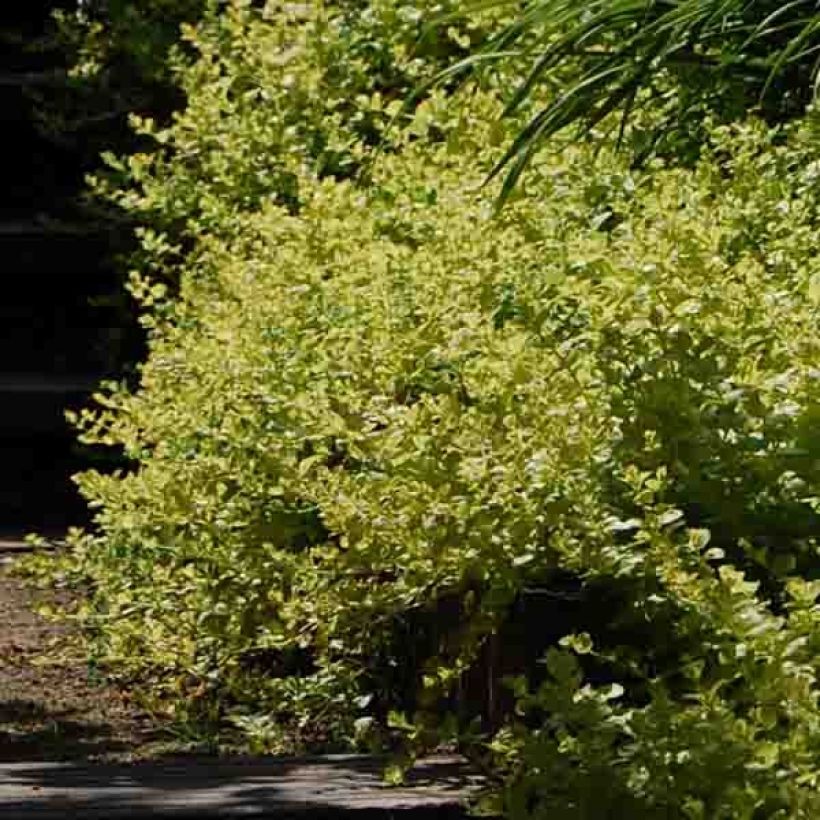 Lysimachia nummularia Aurea - Creeping Jenny (Plant habit)