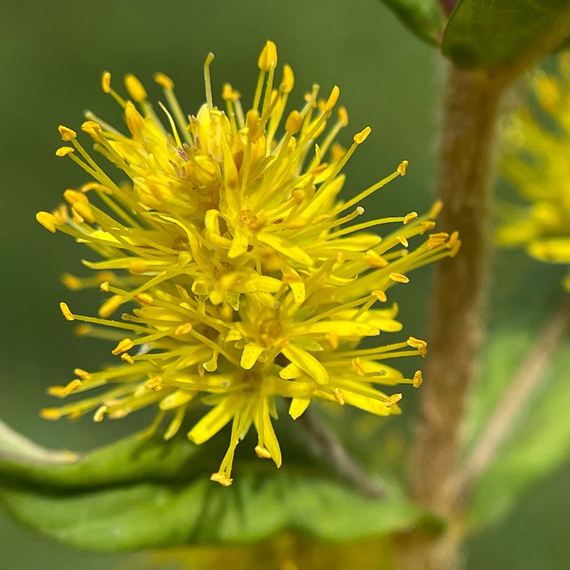 Lysimachia thyrsiflora (Flowering)