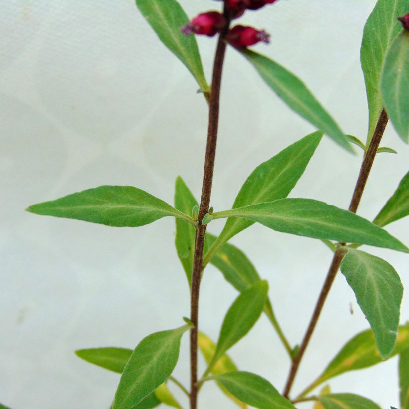 Lysimachia atropurpurea Beaujolais - Loosestrife (Foliage)