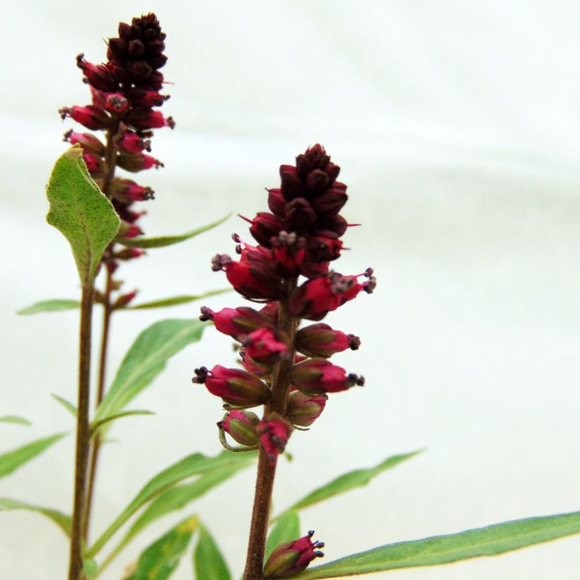 Lysimachia atropurpurea Beaujolais - Loosestrife (Flowering)