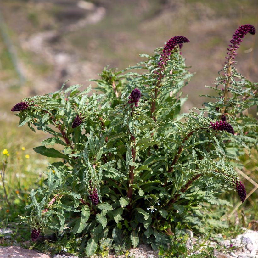 Lysimachia atropurpurea Beaujolais - Loosestrife (Plant habit)
