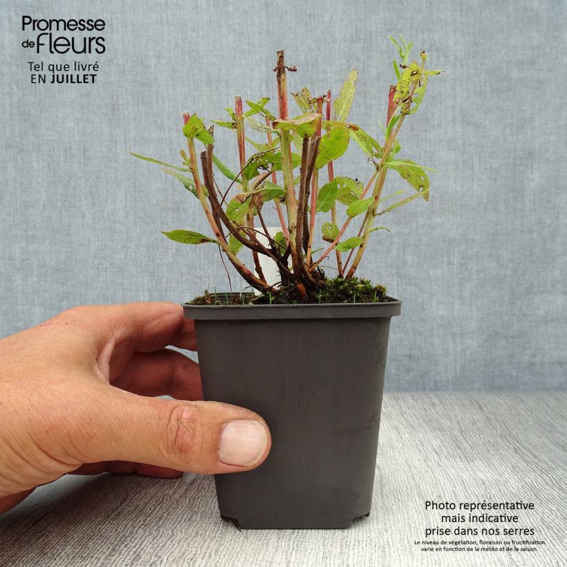 Lythrum salicaria Blush - Salicaire commune Godet de 9cm sample as delivered in summer
