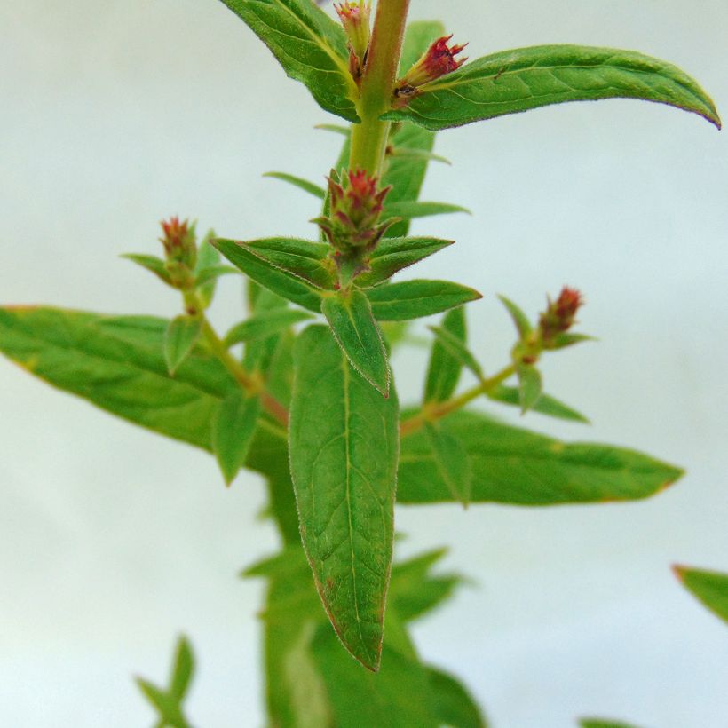 Lythrum salicaria Robert (Foliage)