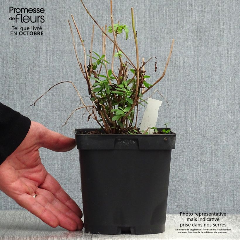 Lythrum salicaria - Salicaire en pot de 2L/3L sample as delivered in autumn