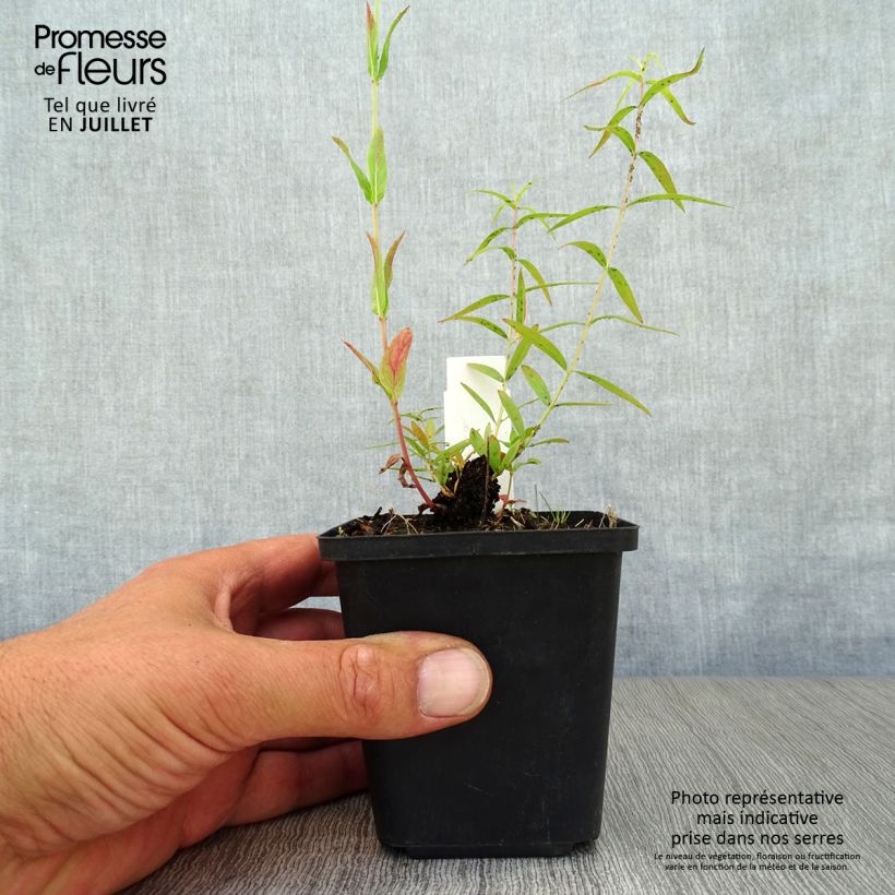 Lythrum salicaria Swirl - Salicaire commune Swirl Godet de 9cm sample as delivered in summer