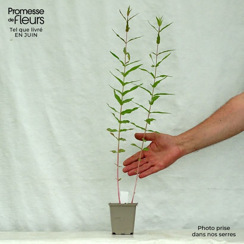 Lythrum virgatum Dropmore Purple en godet de 9 cm sample as delivered in summer