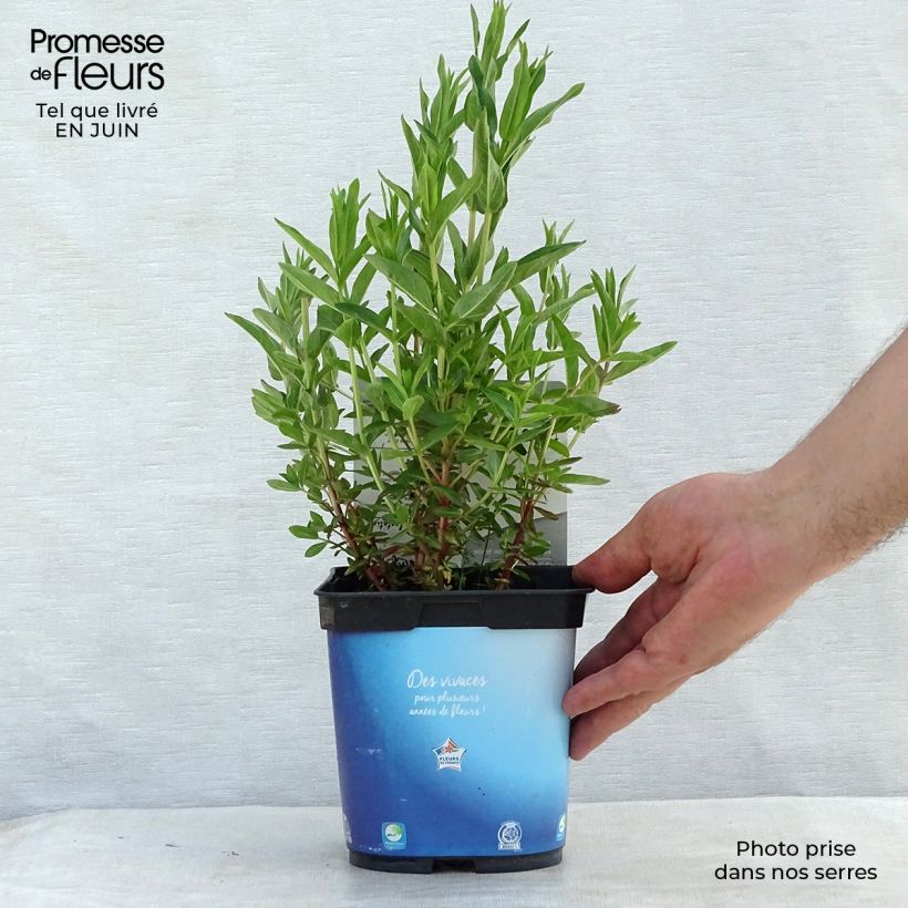 Lythrum virgatum Dropmore Purple en pot de 2/3 litres sample as delivered in summer
