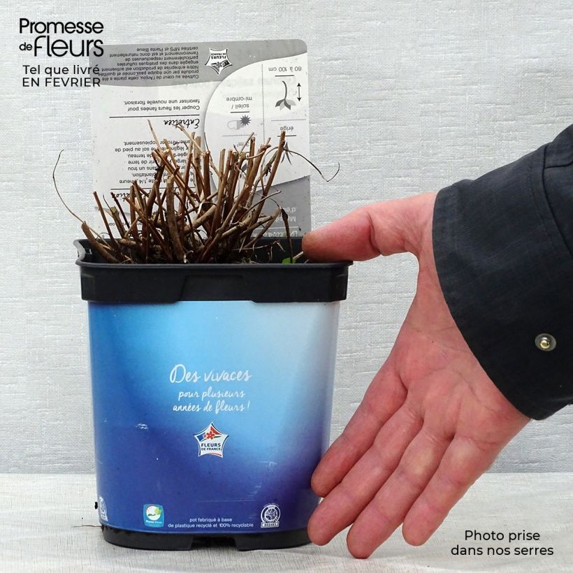 Lythrum virgatum Dropmore Purple en pot de 2/3 litres sample as delivered in winter