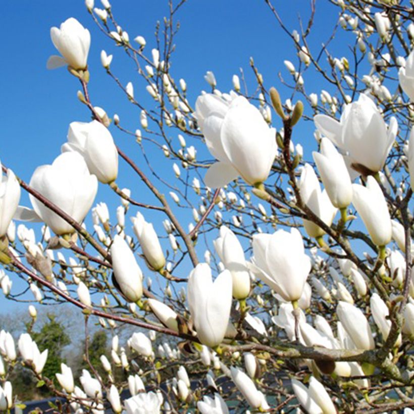 Magnolia Tina Durio (Flowering)