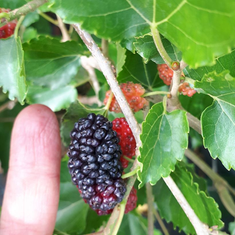 Morus alba Milanowek - White Mulberry (Harvest)