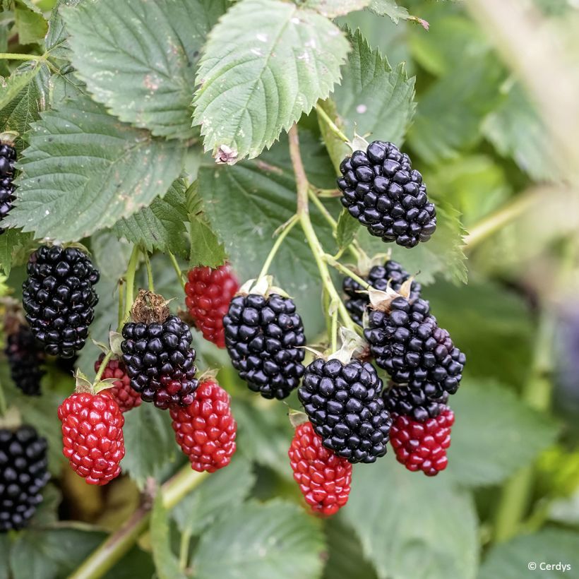 Rubus fruticosus Navaho - Thornless Blackberry (Harvest)