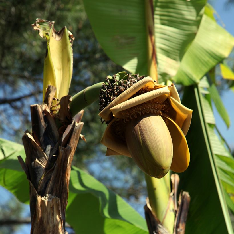 Musa paradisiaca Dwarf Orinoco  (Flowering)