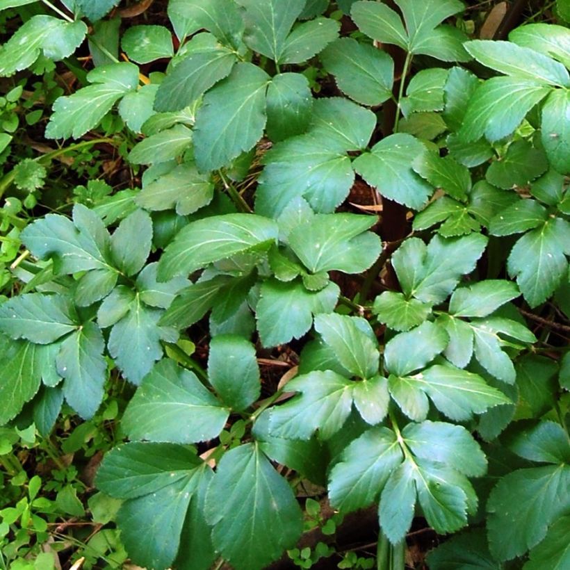 Smyrnium olusatrum (Foliage)
