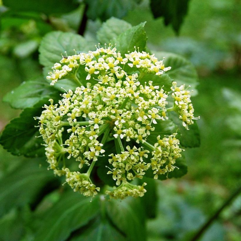Smyrnium olusatrum (Flowering)
