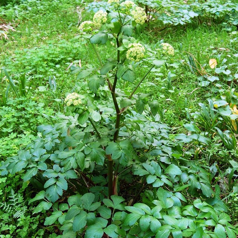 Smyrnium olusatrum (Plant habit)
