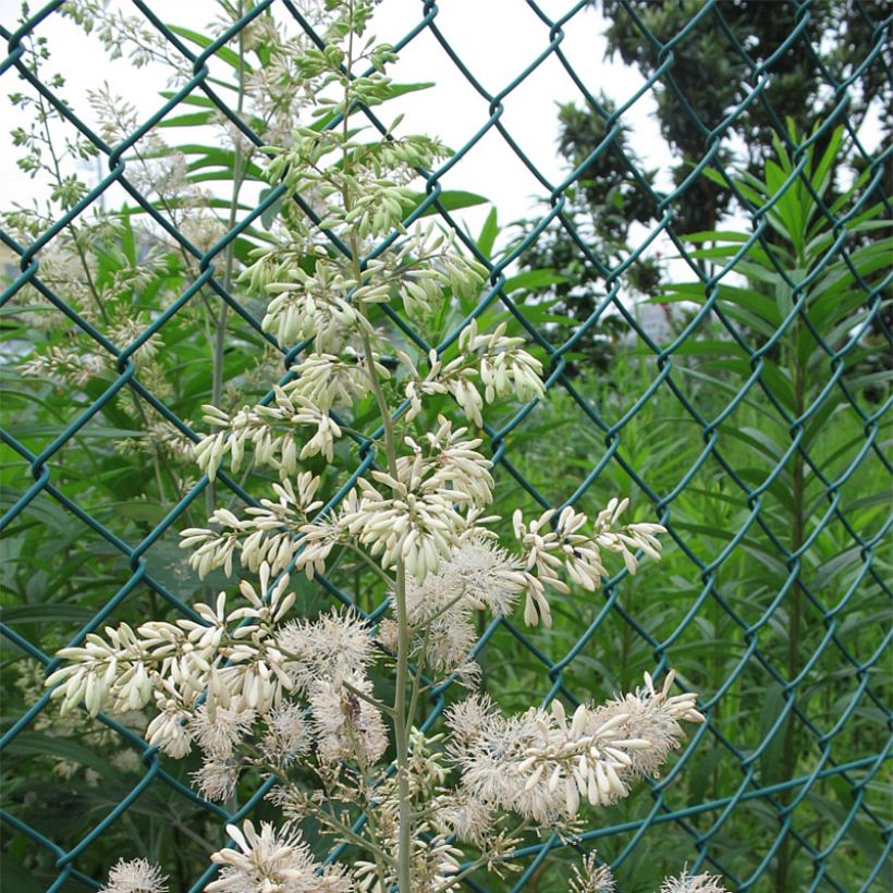 Macleaya cordata (Flowering)