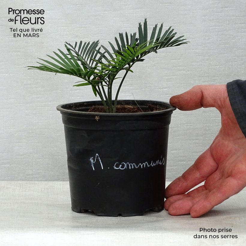 Macrozamia communis sample as delivered in spring