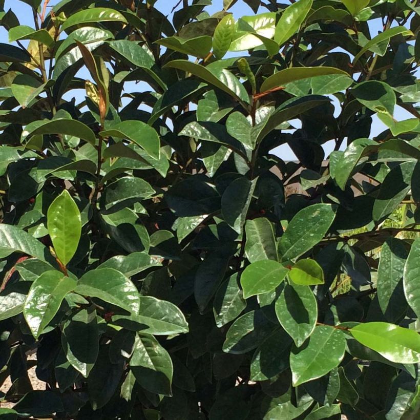 Magnolia (Michelia) Devos Kosar x kewensis Fairy Cream (Foliage)