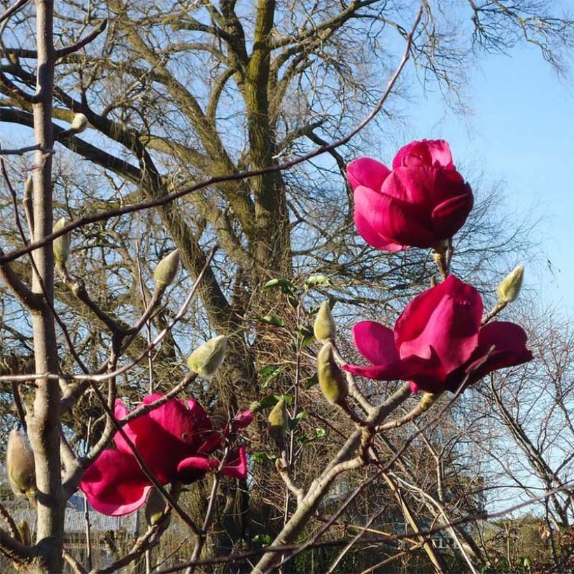 Magnolia Felix Jury (Flowering)