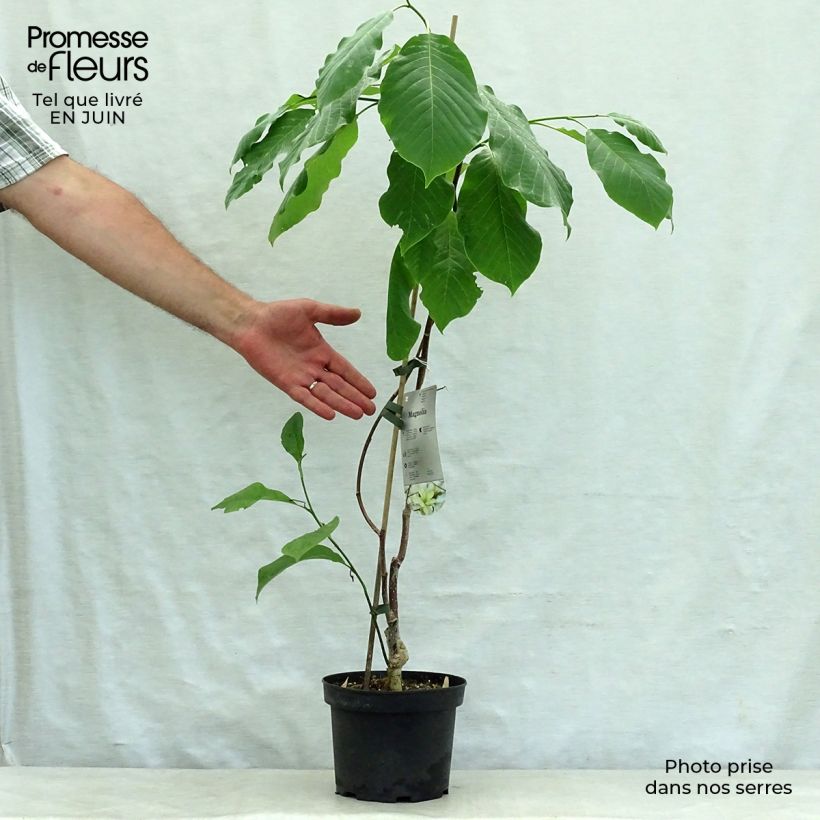Magnolia  stellata Gold Star 2L/3L pot sample as delivered in summer