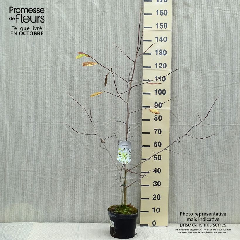 Magnolia Gold Star en pot de 4L/5L sample as delivered in autumn