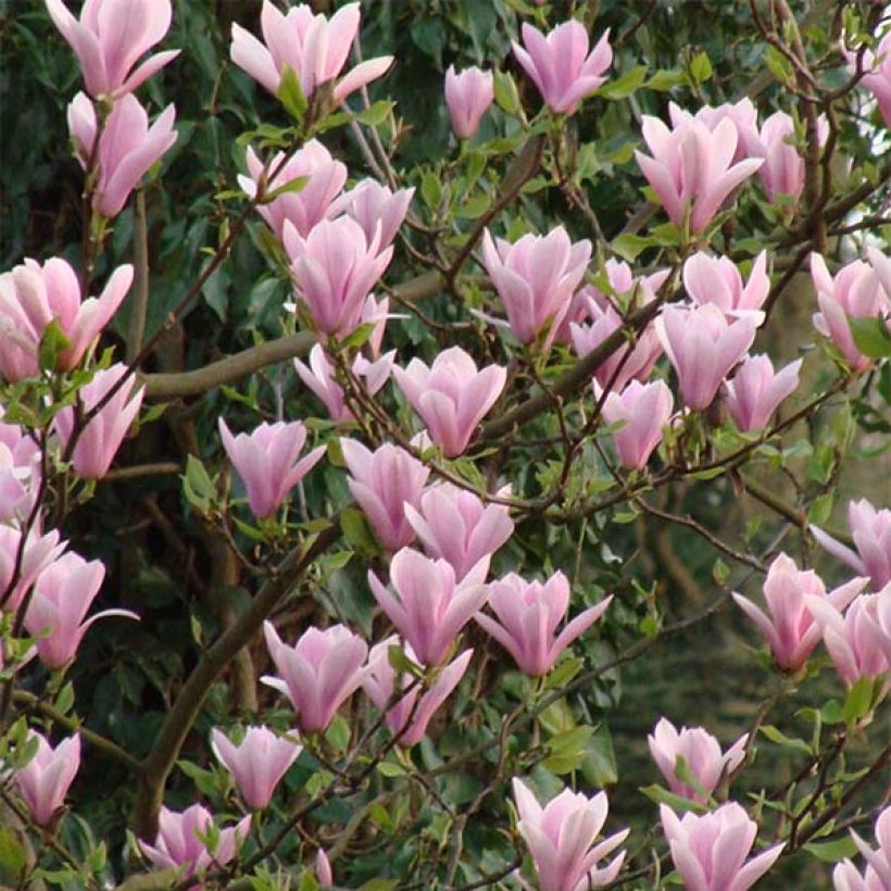 Magnolia Heaven Scent (Flowering)