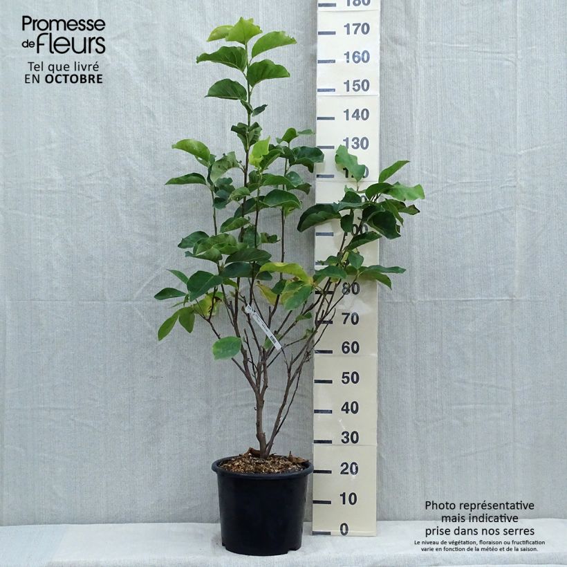 Magnolia - Magnolia x soulangeana Andre Leroy en pot de 7.5l/10l sample as delivered in autumn