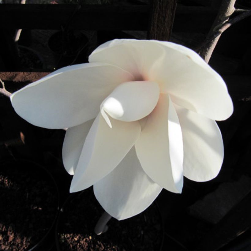 Magnolia Manchu Fan (Flowering)