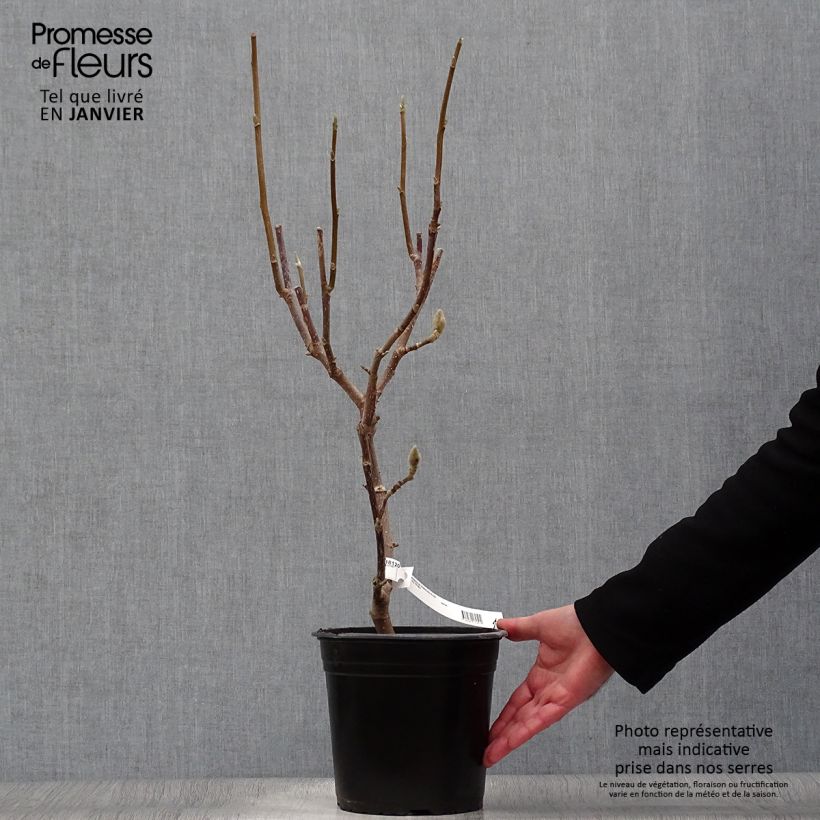 Magnolia Manchu Fan en pot de 4l/5l sample as delivered in winter