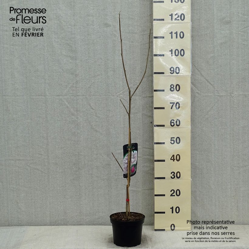 Magnolia March Till Frost Pot de 2L/3L sample as delivered in winter