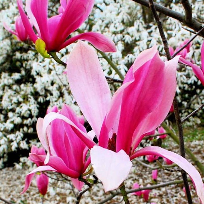 Magnolia Spectrum (Flowering)