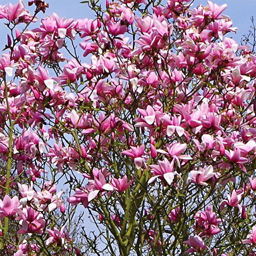 Magnolia Star Wars (Flowering)
