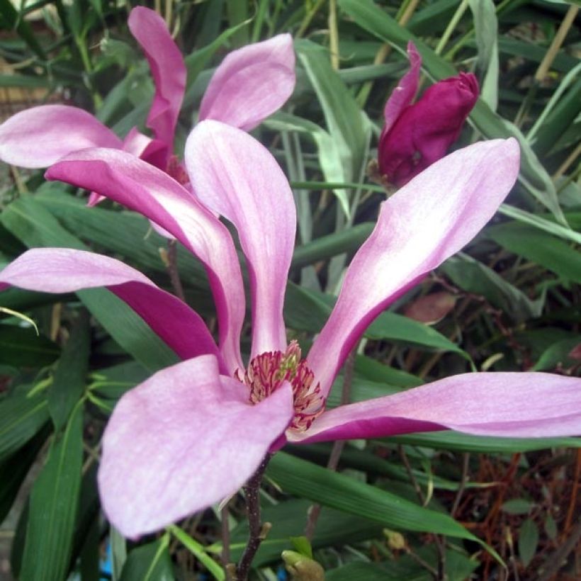 Magnolia Susan (Flowering)