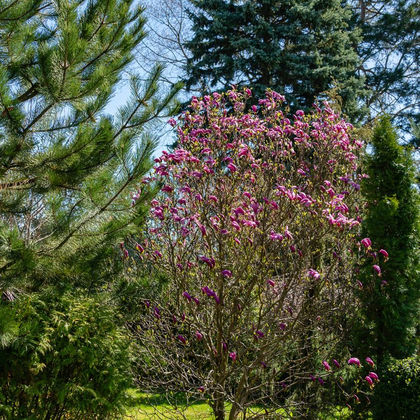 Magnolia Susan (Plant habit)