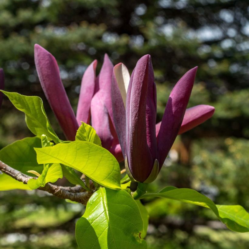 Magnolia x brooklynensis Black Beauty (Flowering)