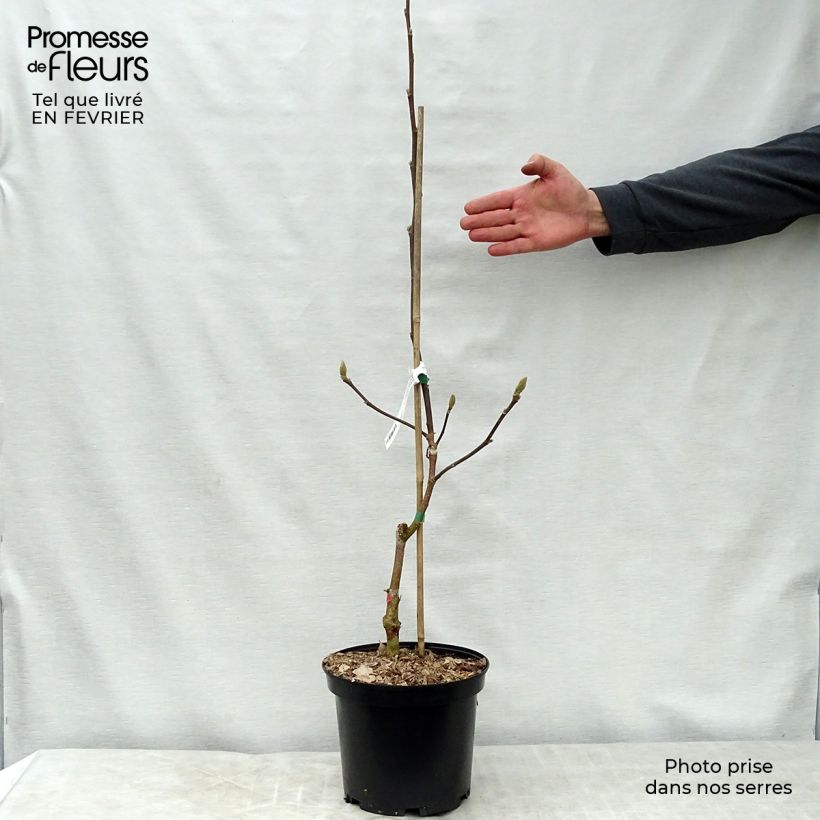 Magnolia brooklyniensis Yellow Bird en pot de 3L/4L sample as delivered in winter