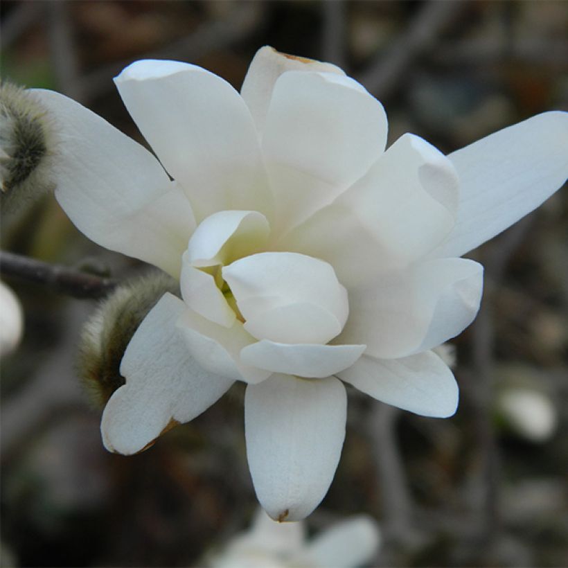 Magnolia denudata Double Diamond (Flowering)