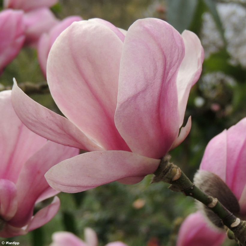 Magnolia denudata Festirose (Flowering)